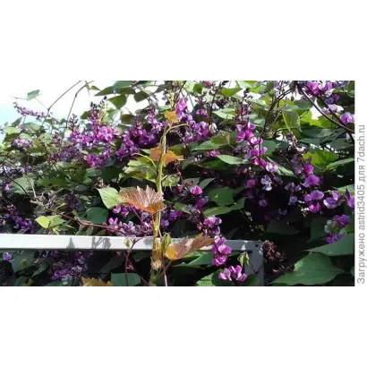 СИРЕНЕВЫЙ КАСКАД