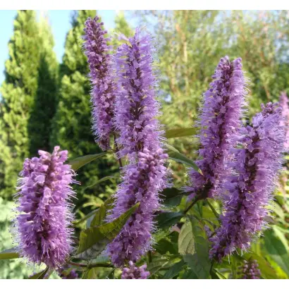 РОЗОВОЕ ОБЛАКО