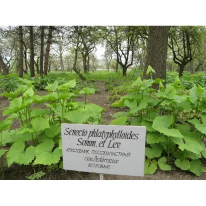 ВОСХОЖДЕНИЕ