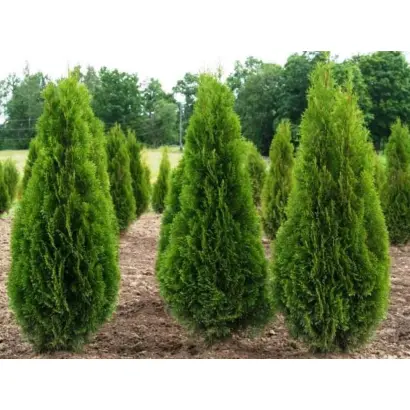 КУБАНСКИЙ ИЗУМРУД