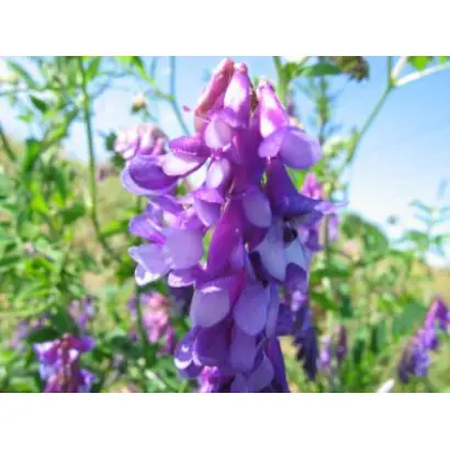 Степная / Степна