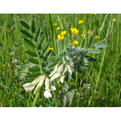 Pannonska / Паннонська