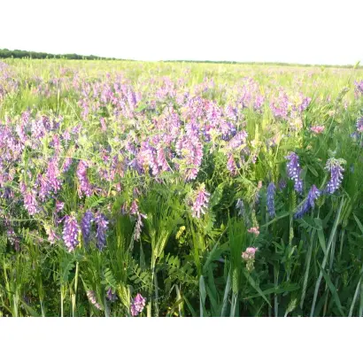 Білоцерківська 96