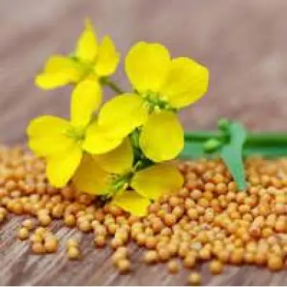 Запоріжанка