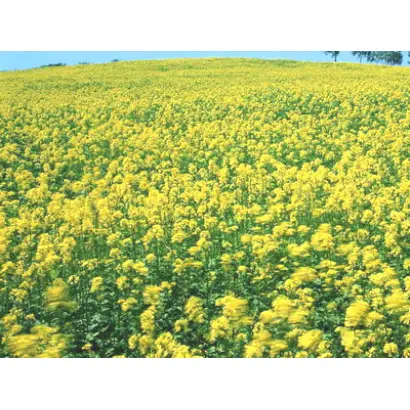 Підпечерецька