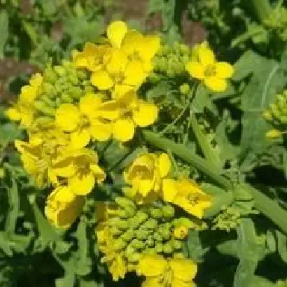 Тавричанка