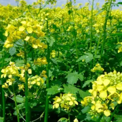 Тавричанка 15