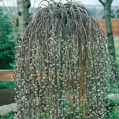 Панфильська