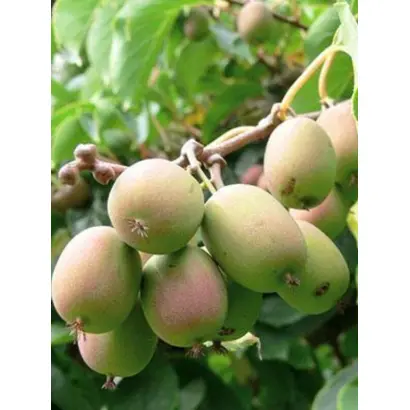 /Загадкова/ / Загадкова