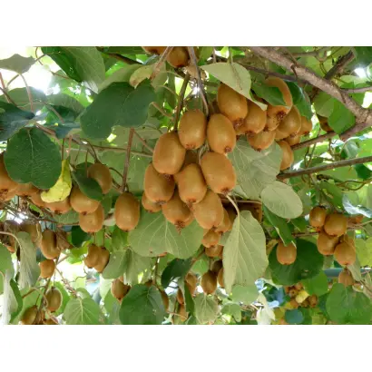 Караваївська урожайна