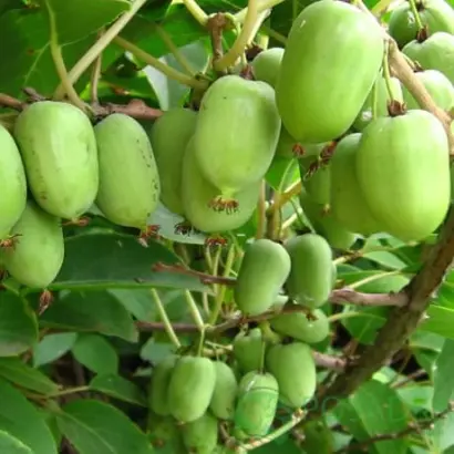 Киевская крупноплодная / Київська крупноплідна