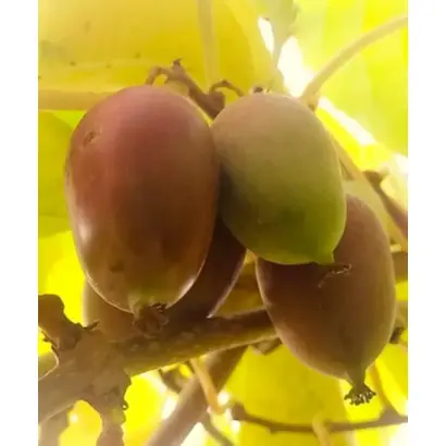 /Надія/ / Надія