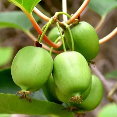 Сентябрскя (Изумрудная) / Сентябрська