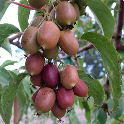 Jon Car / Джон Кар