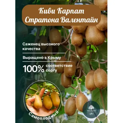 Карпат Стратона Валентайн