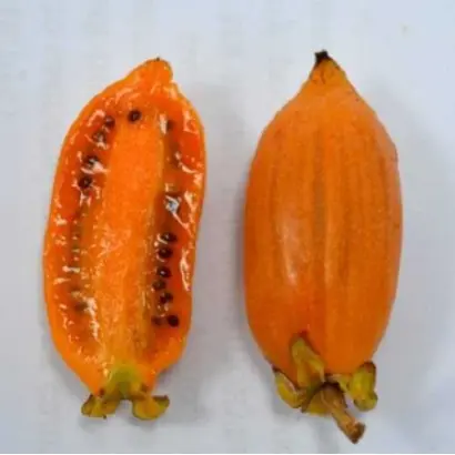 Помаранчева