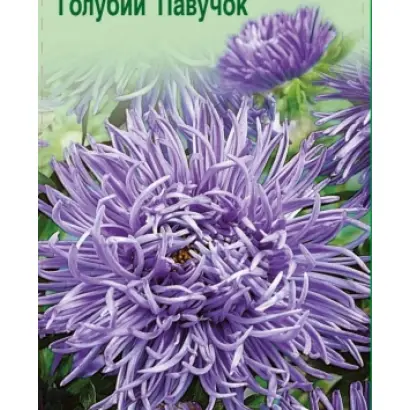 Голубий павучок