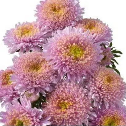 Уманская светло-розовая / Уманська світло-рожева