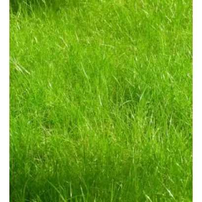 Limagie / Лімаги