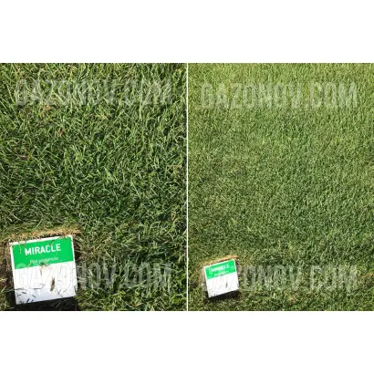 Miracle / Міракле