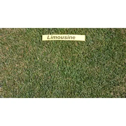 Limousine / Лімузине