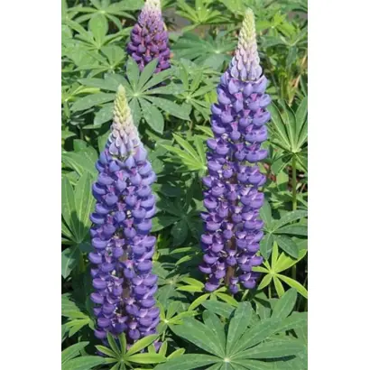 Макарівський