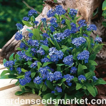 Ildigo / Ілдіго