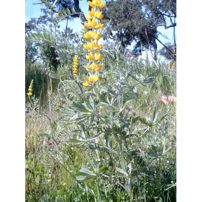 Дарунок Полісся