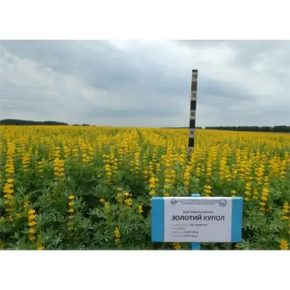 Золотий купол