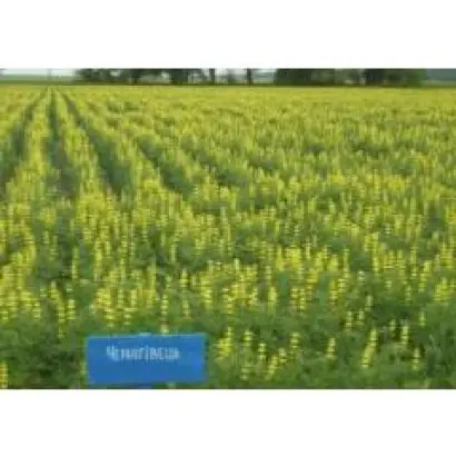 Чернігівець