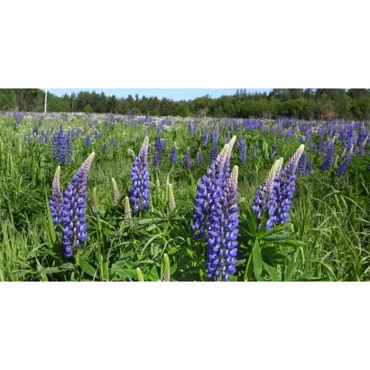 Индустриальный / Індустріальний