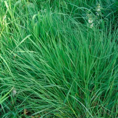 Обрий / Обрій