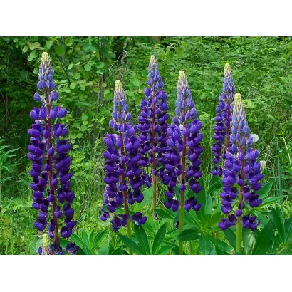 Припятский / Прип'ятський