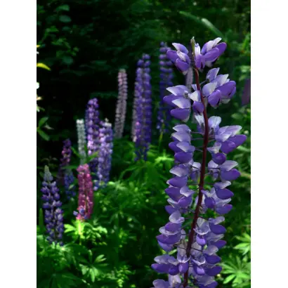 Проминь (Ленинец) / Промінь (Ленінець)