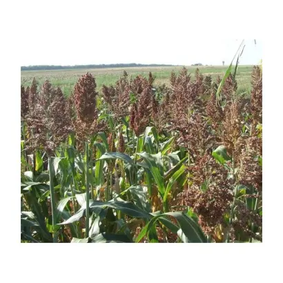 Одеський 302