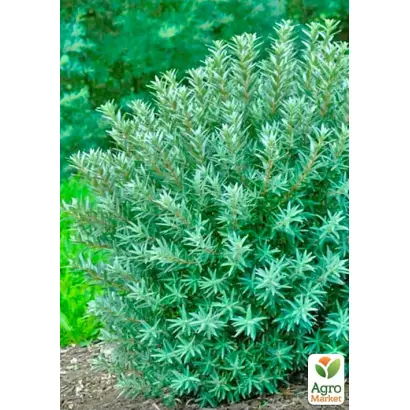 Andros / Андрос