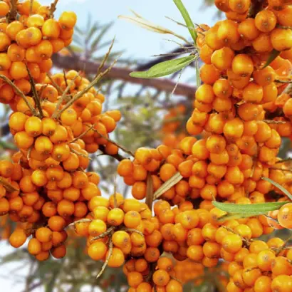 Солодка жінка