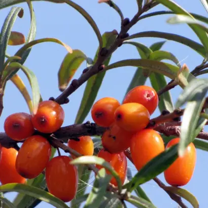 ТАТЙАНА (TATJANA) / ТАТЙАНА