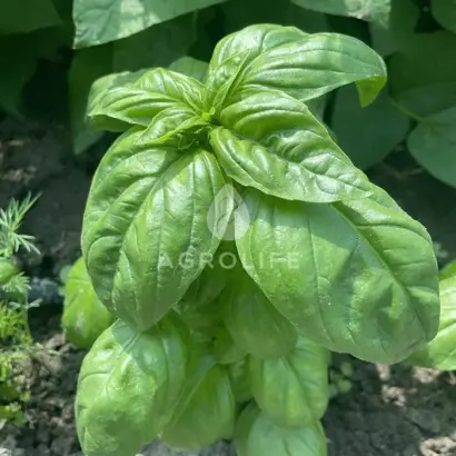 Grin Dom / Ґрін Дом