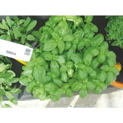 Edwina / Едвіна