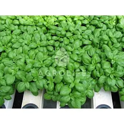 Marian / Маріан