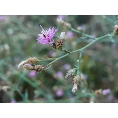 Перекотиполе