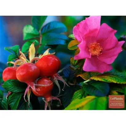 Дніпровський рубін