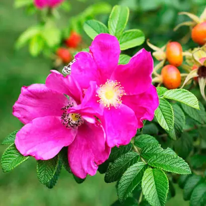 Українська Безшипна