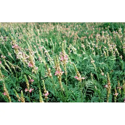 Аметист донецький