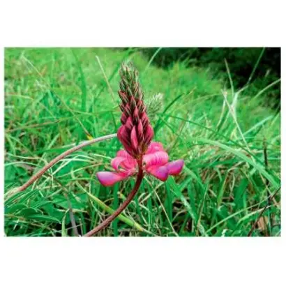 Кировоградский 83 / Кіровоградський 83