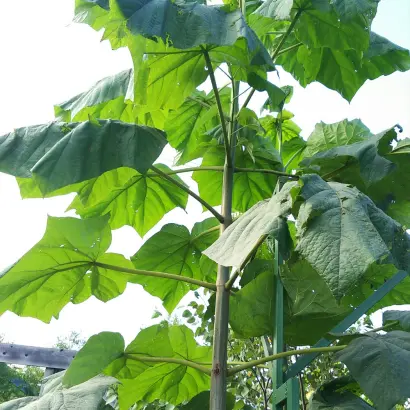 Іn Vitro 112 / Ін Вітро 112