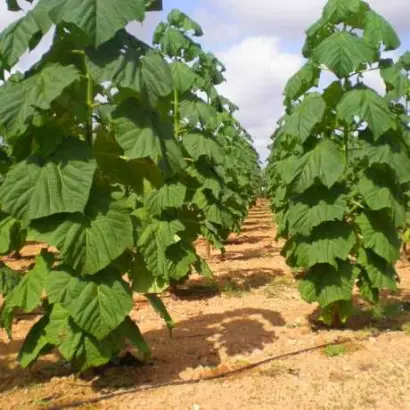 Cotevisa 1 / Котевіса 1