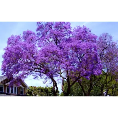 Сила природи