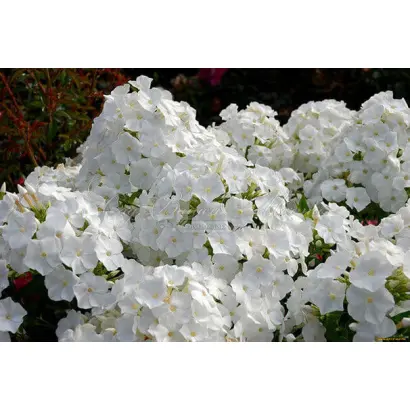 Снежный шар / Снєжний шар